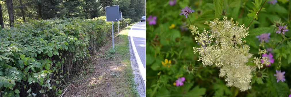 Japan Knöterich-Bestand und vielfältiger Pflanzenbestand. Fotos Werner Stirnimann